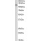 Cadherin-13 (CDH13) Antibody