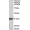 Aminoacyl tRNA Synthetase Complex Interacting Multifunctional Protein 1 (AIMP1) Antibody