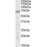 abx430338 (0.3 µg/ml) staining of Human Brain (Cerebellum) lysate (35 µg protein in RIPA buffer). Primary incubation was 1 hour. Detected by chemiluminescence.