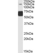 abx430343 (1 µg/ml) staining of Human Brain (Cerebellum) lysate (35 µg protein in RIPA buffer). Detected by chemiluminescence.