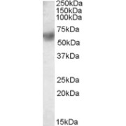 abx430345 staining (0.1 µg/ml) of Daudi lysate (RIPA buffer, 35 µg total protein per lane). Detected by chemiluminescence.