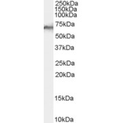 abx430346 (0.1 µg/ml) staining of Human Liver lysate (35 µg protein in RIPA buffer). Detected by chemiluminescence.