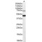 Forkhead Box Protein G1 (FOXG1) Antibody