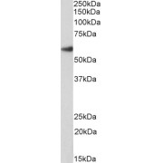 Western blot analysis of Rat Lung lysate (35 µg protein in RIPA buffer), using biotin-conjugated Forkhead Box Protein A2 (FOXA2) Antibody (1.5 µg/ml). Detected by chemiluminescence, using streptavidin-HRP and using NAP blocker as a substitute for skimmed milk.