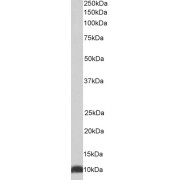 abx430357 (0.01 µg/ml) staining of HepG2 lysate (35 µg protein in RIPA buffer). Primary incubation was 1 hour. Detected by chemiluminescence.