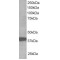 Ring Finger Protein 39 (RNF39) Antibody