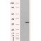 GRB2 Related Adaptor Protein 2 (GRAP2) Antibody