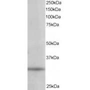 Western blot analysis of extract of of 293 lysate (35 µg protein in RIPA buffer) using PITPN antibody (1 µg/ml).
