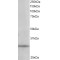 PITPN Antibody