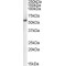 Polypyrimidine Tract-Binding Protein 1 (PTBP1) Antibody