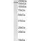 Roundabout Homolog 1 (ROBO1) Antibody