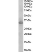 abx430387 (0.003 µg/ml) staining of Mouse Brain lysate (35 µg protein in RIPA buffer). Primary incubation was 1 hour. Detected by chemiluminescence.