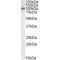 NIL-2-A Zinc Finger Protein (AREB6) Antibody