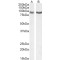 Intraflagellar Transport Protein 88 Homolog (IFT88) Antibody