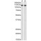 Cell Cycle and Apoptosis Regulator 2 (CCAR2) Antibody