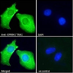 G-Protein Coupled Receptor 94 (GPR94) Antibody