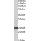 Vertebrate Lin-7 Homolog 2 (LIN7B) Antibody