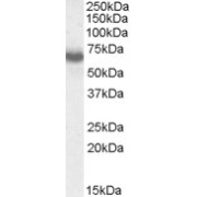 abx430401 (0.03 µg/ml) staining of MOLT4 lysate (35 µg protein in RIPA buffer). Primary incubation was 1 hour. Detected by chemiluminescence.