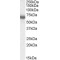 DNA-Binding Protein Ikaros (IKZF1) Antibody