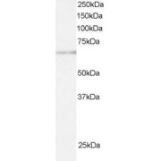 Western blot analysis of U937 lysate (30 µg protein per lane) using E3 Ubiquitin-Protein Ligase ARIH1 (ARIH1) Antibody (0.5µg/ml).