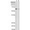 E3 Ubiquitin-Protein Ligase ARIH2 (ARIH2) Antibody