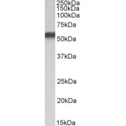 abx430414 (1 µg/ml) staining of HepG2 nuclear lysate (35 µg protein in RIPA buffer). Detected by chemiluminescence.