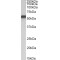 Nuclear Receptor Subfamily 5 Group A Member 2 (NR5A2) Antibody