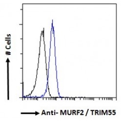 Muscle-Specific RING Finger Protein 2 (MURF2) Antibody