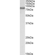 abx430425 (0.1 µg/ml) staining of HepG2 lysate (35 µg protein in RIPA buffer). Detected by chemiluminescence.