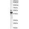 Endophilin-B1 (SH3GLB1) Antibody