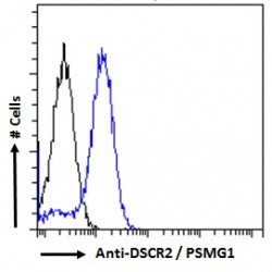 Down Syndrome Critical Region Protein 2 (DSCR2) Antibody