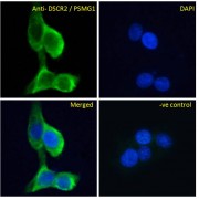 abx430430 Immunofluorescence analysis of paraformaldehyde fixed A431 cells, permeabilized with 0.15% Triton. Primary incubation 1hr (10 µg/ml) followed by AF488 secondary antibody (4 µg/ml), showing cytoplasmic and Golgi apparatus staining. The nuclear stain is DAPI (blue). Negative control: Unimmunized goat IgG (10 µg/ml) followed by AF488 secondary antibody (4 µg/ml).