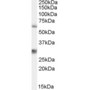 abx430435 staining (0.3 µg/ml) of 293 lysate (RIPA buffer, 35 µg total protein per lane). Primary incubated for 1 hour. Detected by western blot using chemiluminescence.