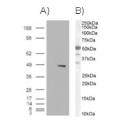 A) HEK293 overexpressing BAF57 and probed with abx430438 (mock transfection in first lane).