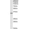 MICS1 Antibody