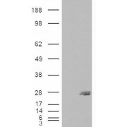 HEK293 overexpressing SAR1B and probed with abx430444 (mock transfection in first lane).