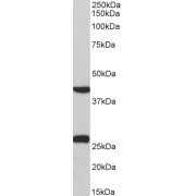 abx430448 (0.3 µg/ml) staining of Pig Heart lysate (35 µg protein in RIPA buffer). Primary incubation was 1 hour. Detected by chemiluminescence.