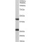 Dual Specificity Phosphatase 6 (DUSP6) Antibody