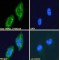 Transmembrane Emp24 Domain-Containing Protein 10 (TMED10) Antibody