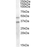 abx430456 staining (0.2 µg/ml) of Human Placenta lysate (RIPA buffer, 30 µg total protein per lane). Primary incubated for 1 hour. Detected by chemiluminescence.