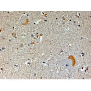 abx430457 (4 µg/ml staining of paraffin embedded Human Brain. Steamed antigen retrieval with Tris/EDTA buffer pH 9.5, HRP-staining.