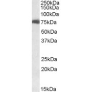 Western blot analysis of HEK293 lysate (35 µg protein in RIPA buffer) using Harmonin (USH1C) Antibody (0.1 µg/ml, 1 hour). Detected by chemiluminescence.