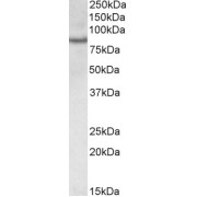 abx430461 (0.3 µg/ml) staining of Jurkat lysate (35 µg protein in RIPA buffer). Detected by chemiluminescence.