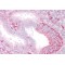 RING Finger Protein 23 (RNF23) Antibody