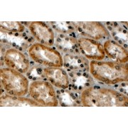 abx430467 (4 µg/ml staining of paraffin embedded Human Kidney. Steamed antigen retrieval with Tris/EDTA buffer pH 9, HRP-staining.