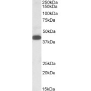 abx430472 (1 µg/ml) staining of K562 lysate (35 µg protein in RIPA buffer). Primary incubation was 1 hour. Detected by chemiluminescence.