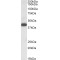 Alpha-1,4-N-Acetylglucosaminyltransferase (A4GNT) Antibody