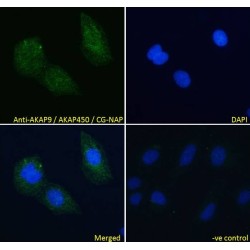 A-Kinase Anchor Protein 9 (AKAP9) Antibody