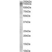 abx430484 (0.1 µg/ml) staining of Daudi cell lysate (35 µg protein in RIPA buffer). Primary incubation was 1 hour. Detected by chemiluminescence.