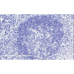 Integrin Alpha-L (ITGAL) Antibody